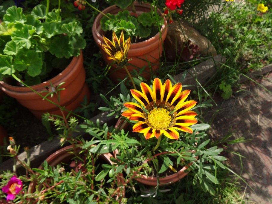 Гацания и бархатцы