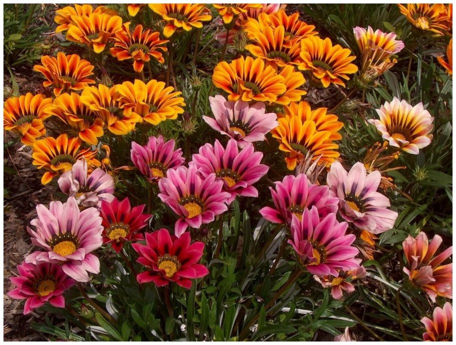 Цветок однолетник гацания