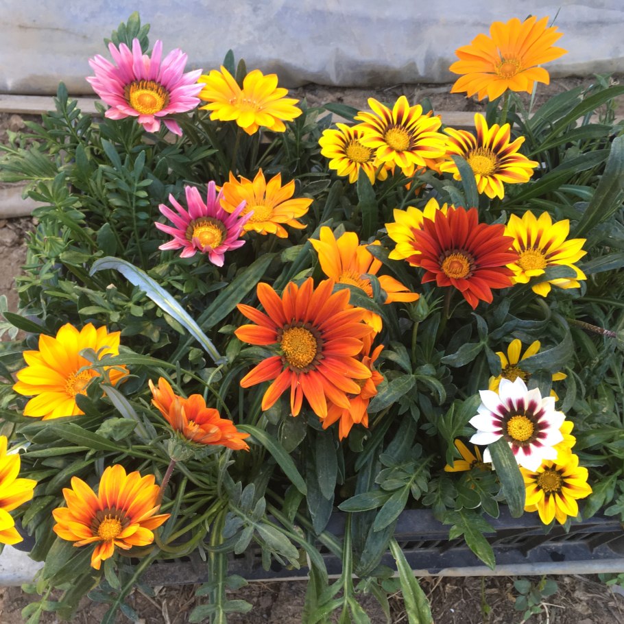 Гацания Муза