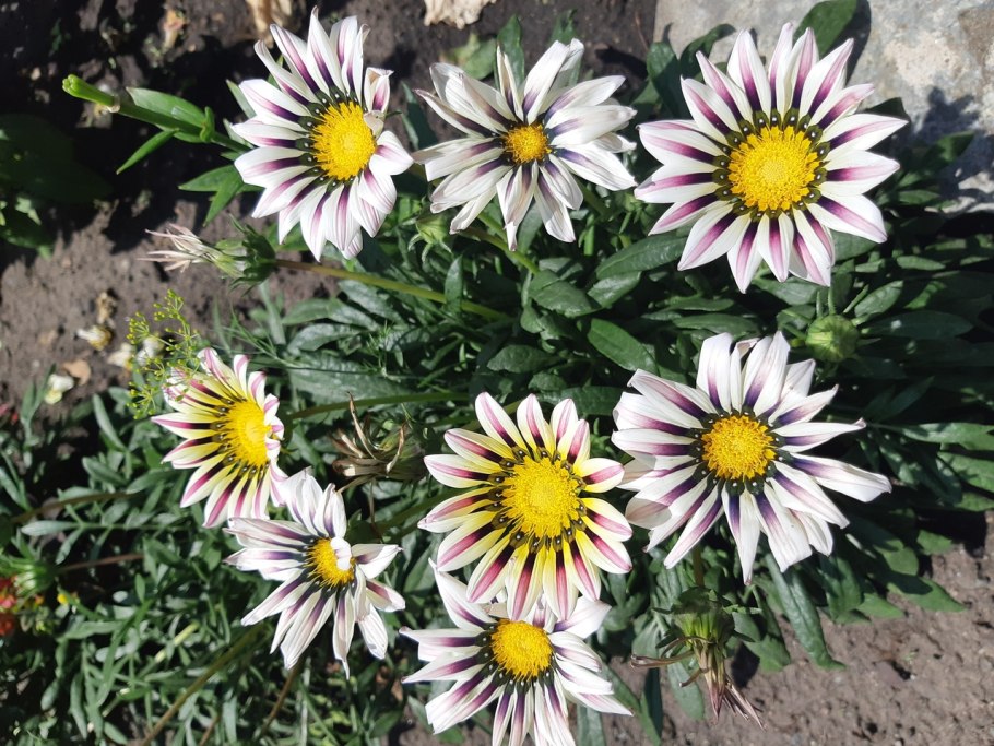 Газания (гацания) Садовая звезда