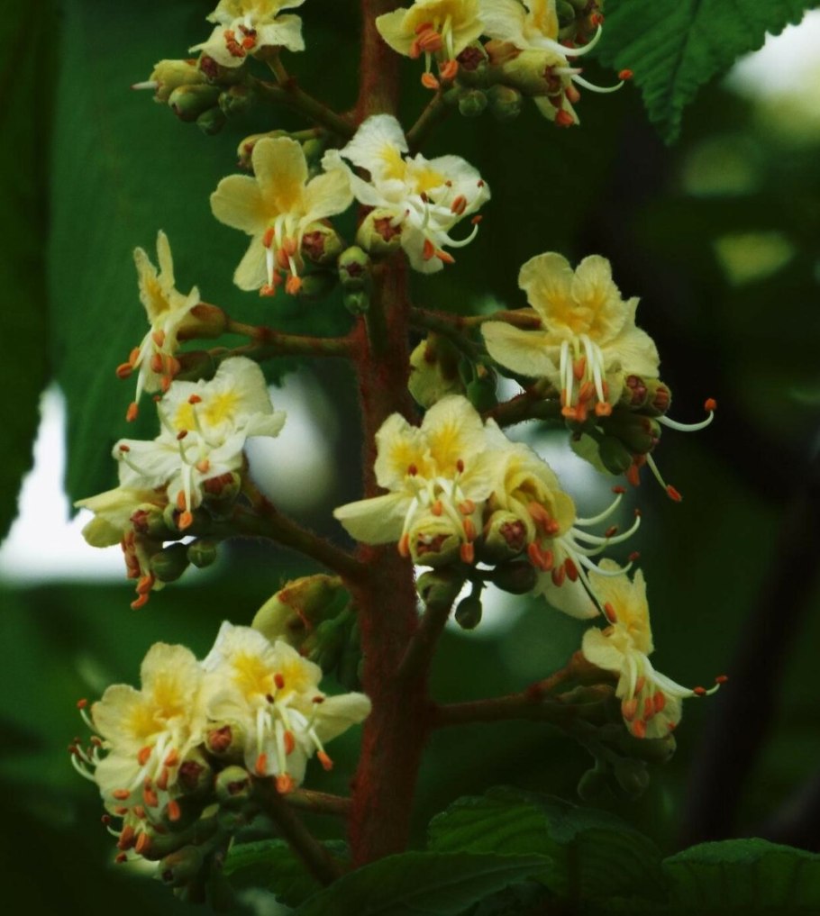 Каштан конский цветение