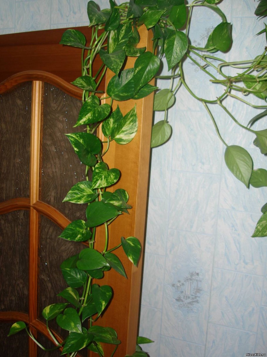 Сциндапсус Вьюн Лиана