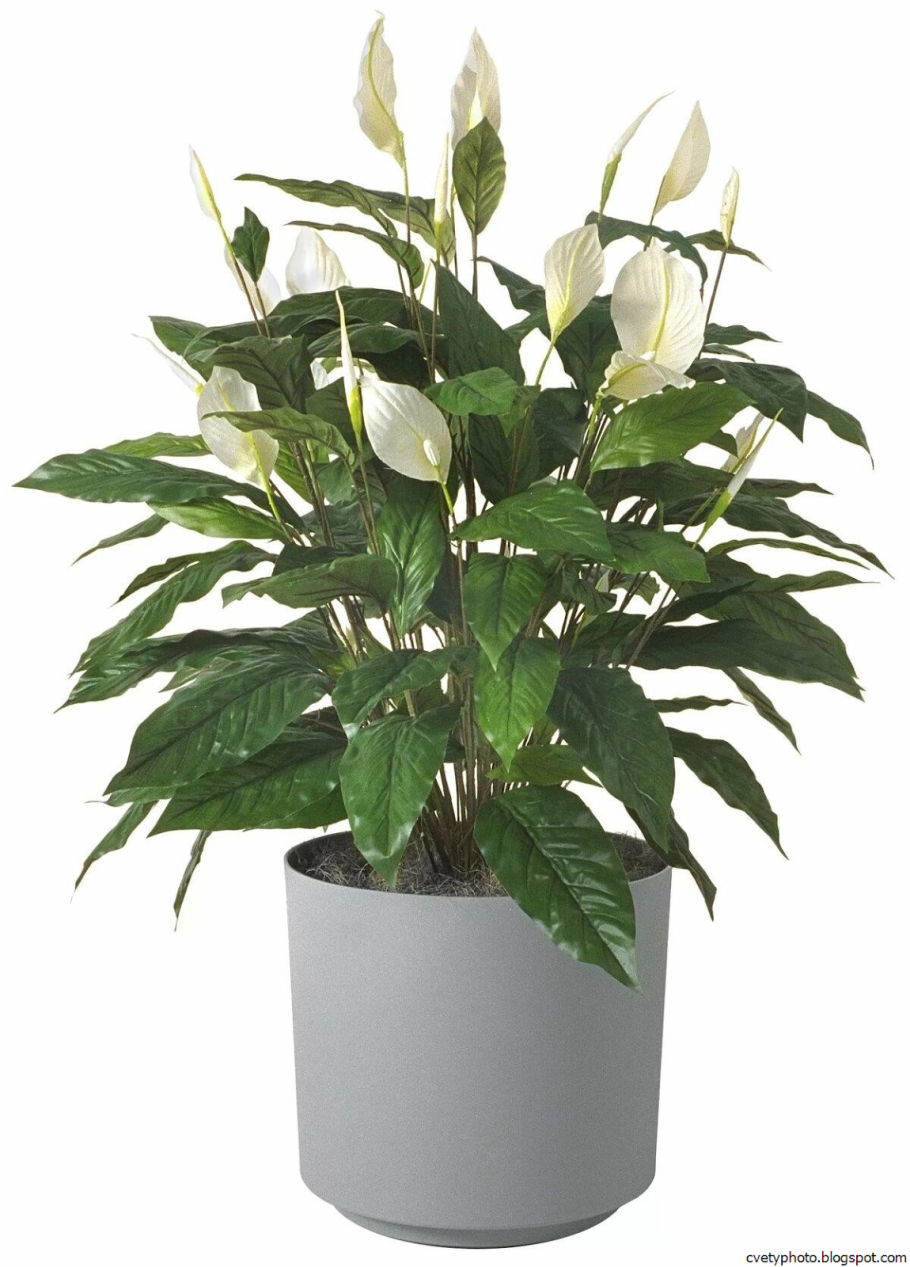 Кротон мужегон