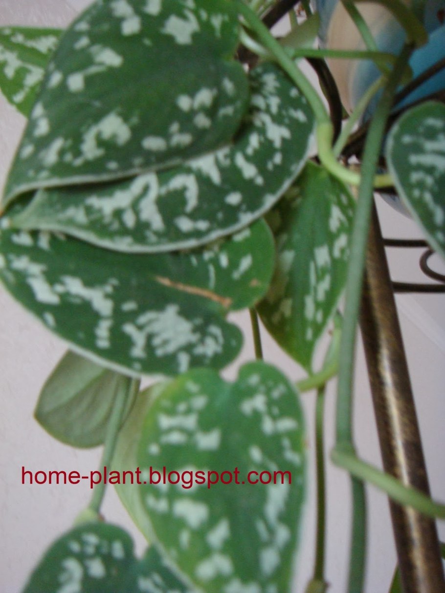 Цветок мужегон Хойя