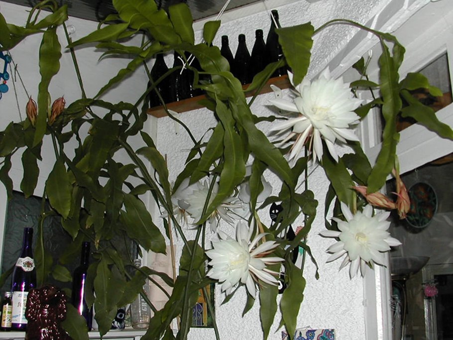 Эпифиллум питахайя