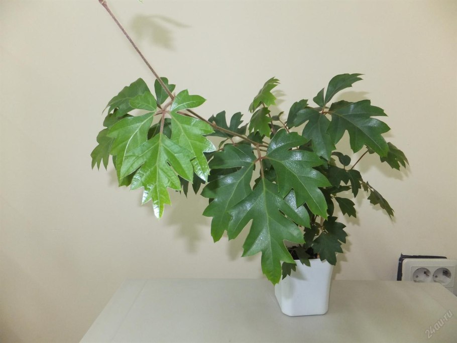 Циссус Мандиана Mandaiana