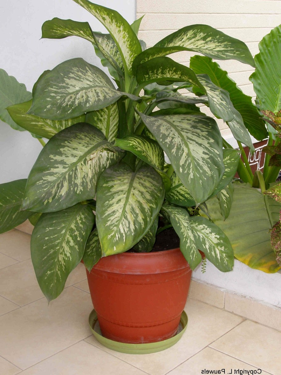 Диффенбахия Санг Чандра