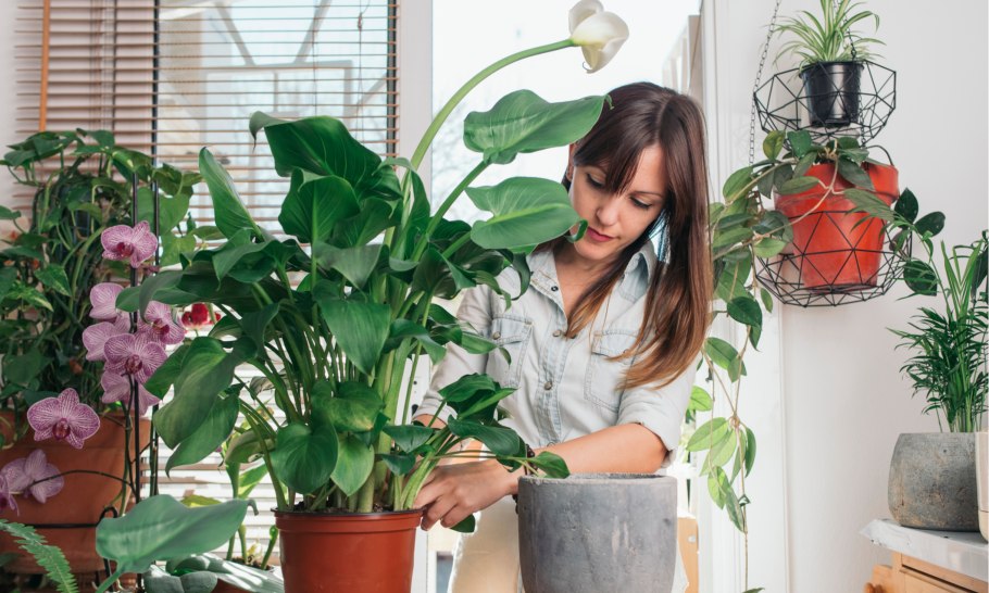 Комнатные растения в горшках