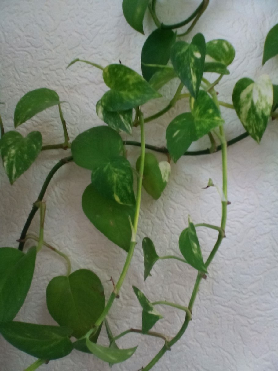 Сциндапсус Вьюн Лиана