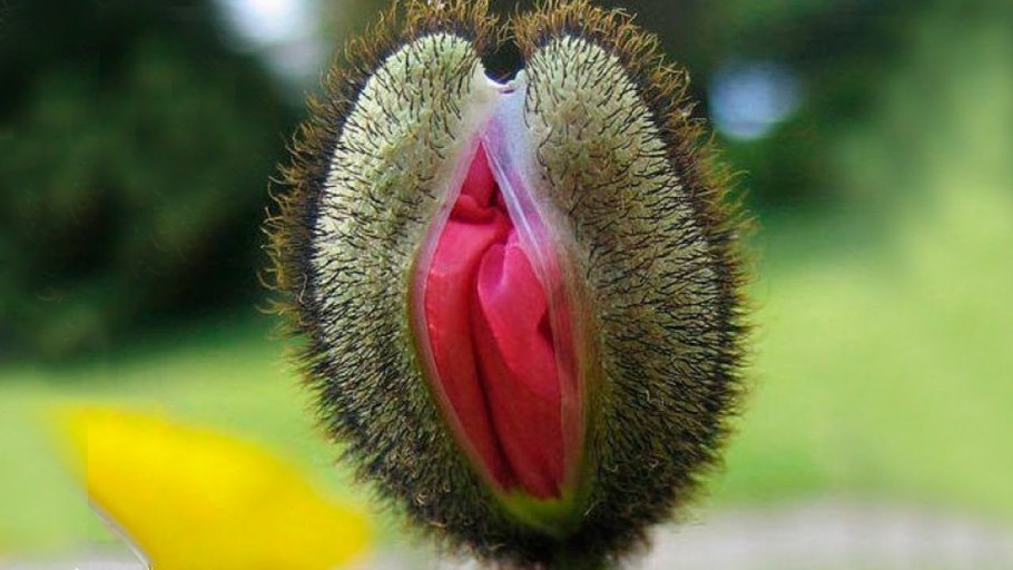 Смешные растения