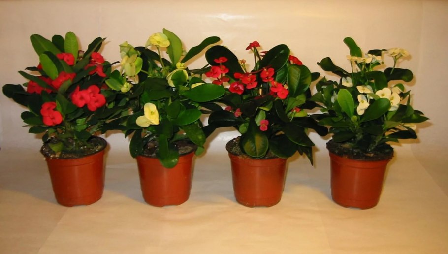 Вдовий цветок в горшке