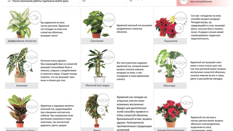 Ядовитые растения картинки