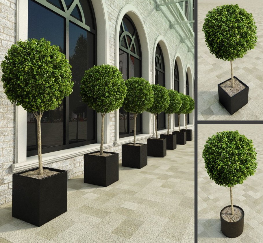 Boxwood 3d model