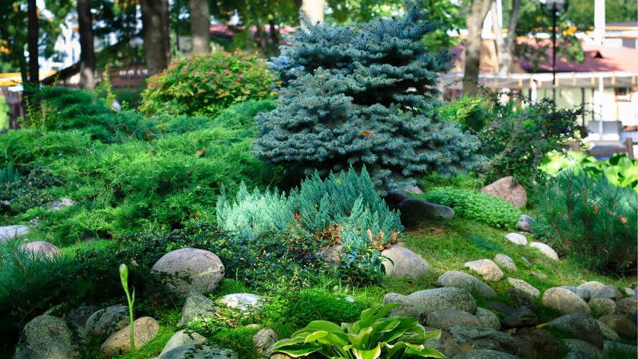 Ландшафт Хоста можжевельник горка