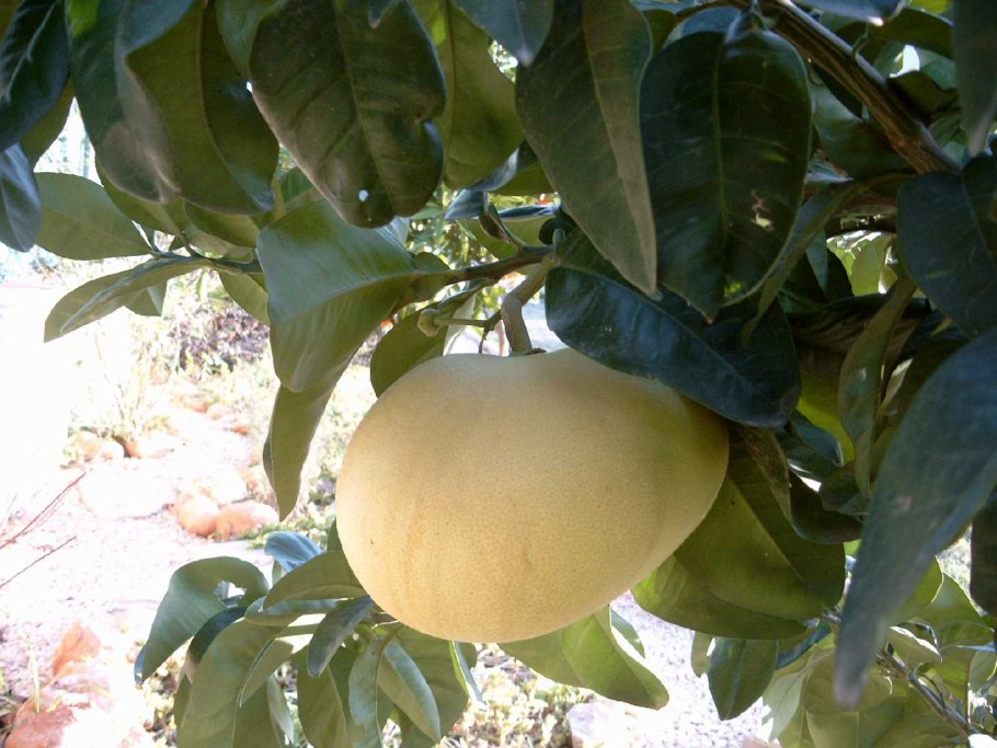 Помело Хирадо