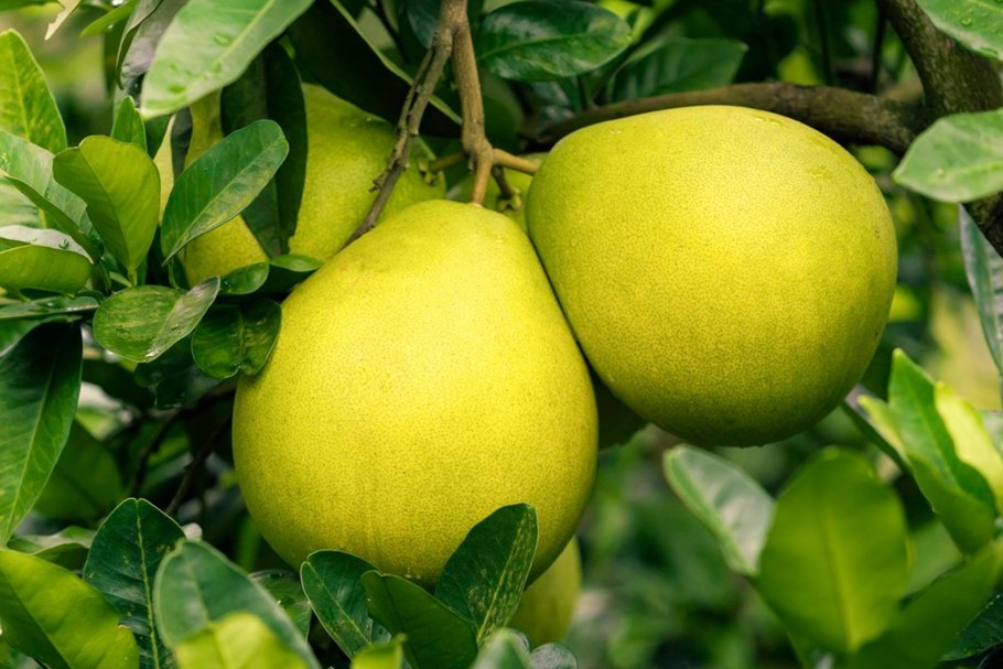 Помело фрукт дерево