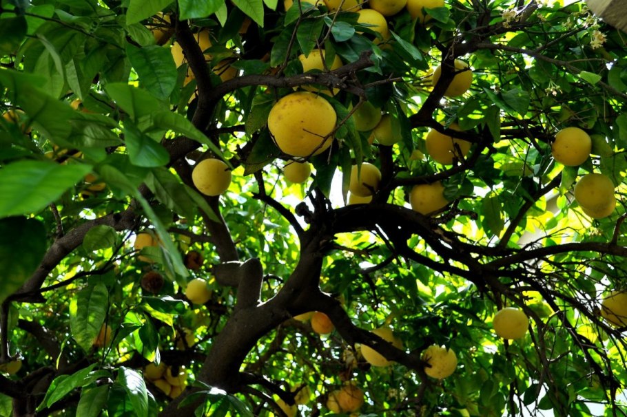 Помело дерево