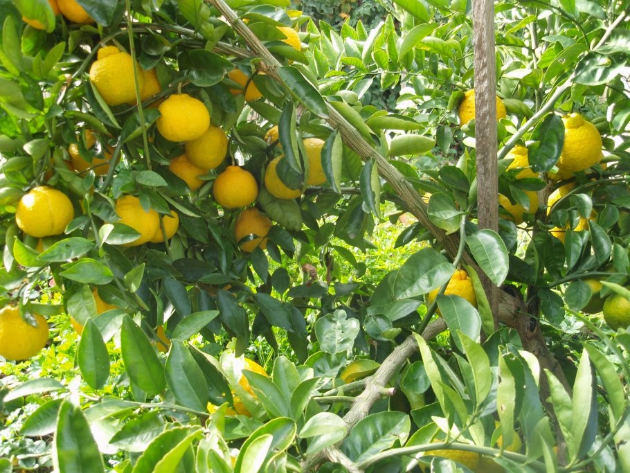 Помело дерево