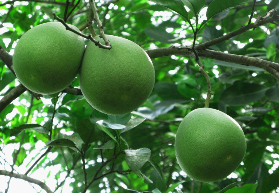 - Грейпфрут (Citrus Paradisi) цветы