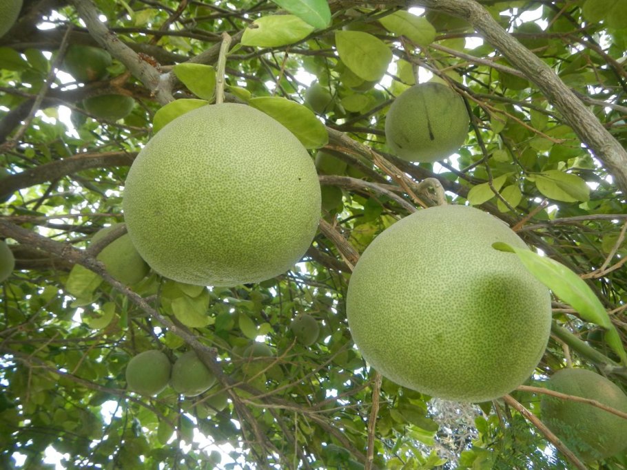 Плантации помело