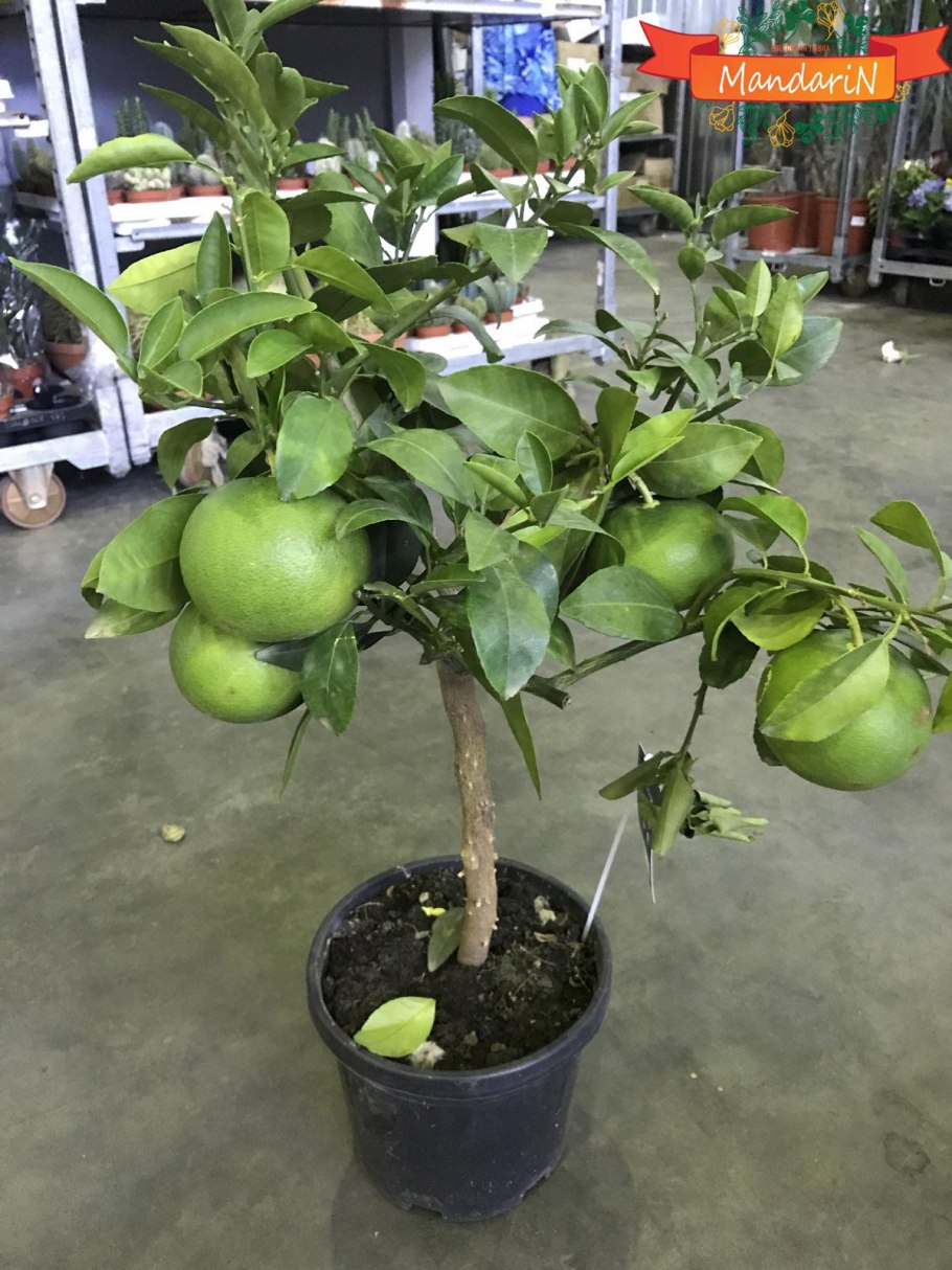 Цитрус помело