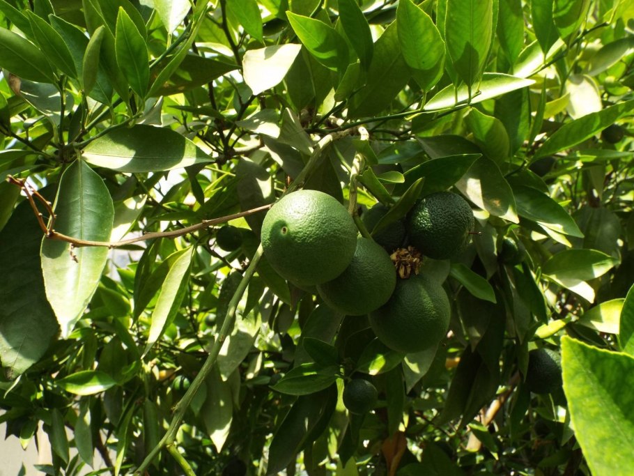 Помело дерево