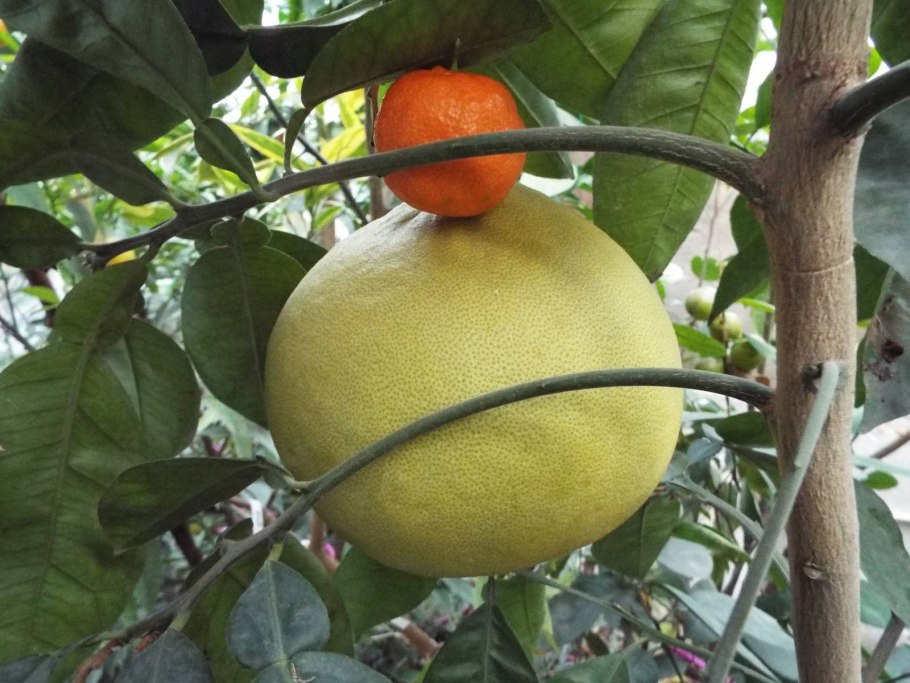 Помело фрукт дерево