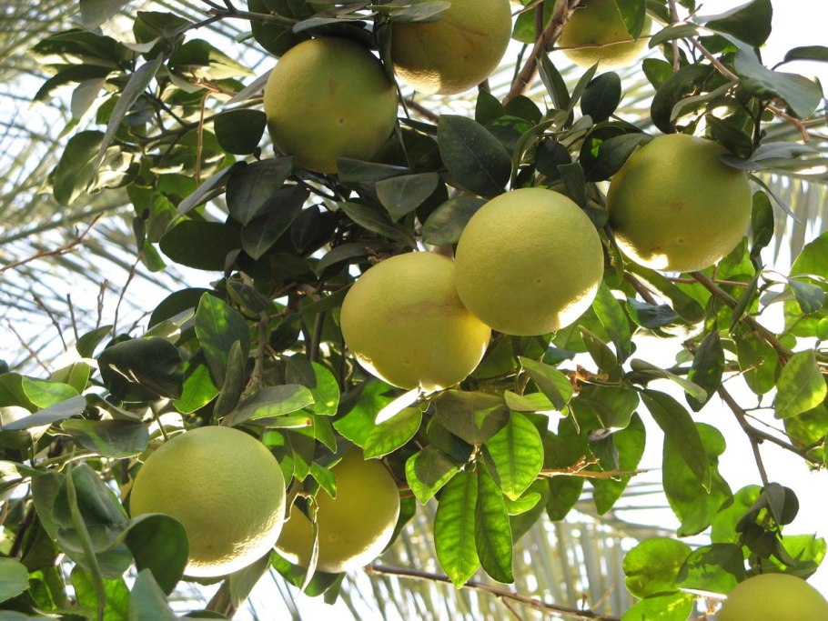 Помело фрукт дерево