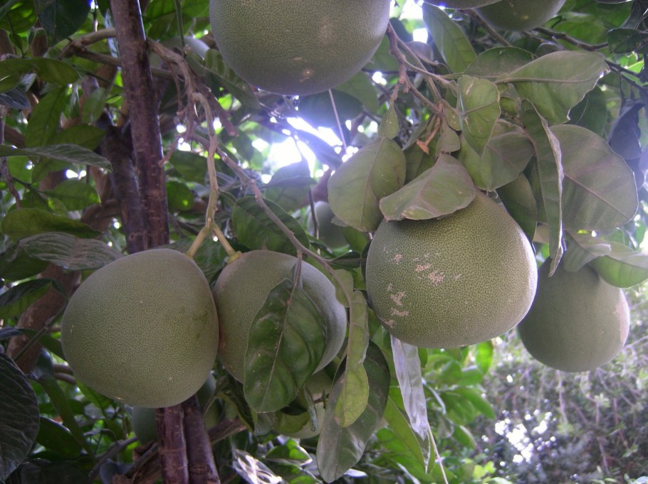 Амоа 8 цитрус