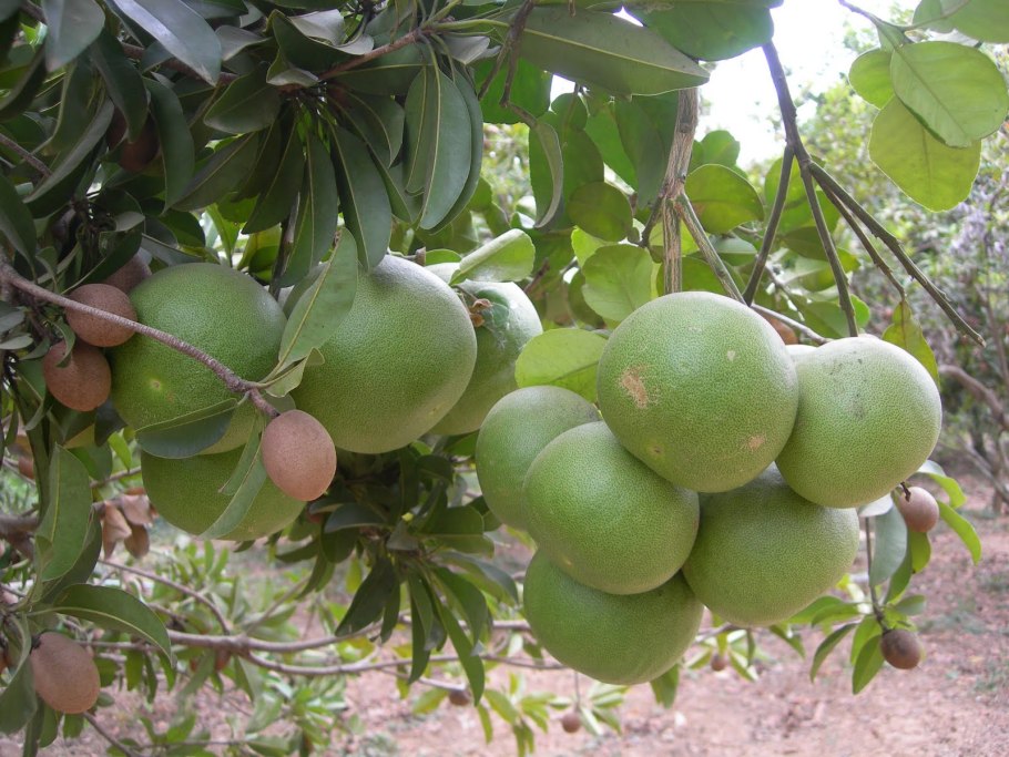 Помело фрукт дерево