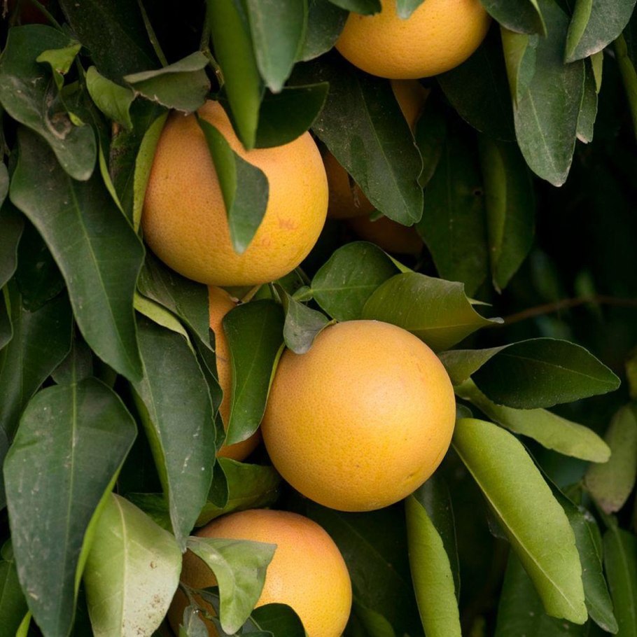 Родина помело фрукт