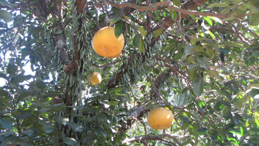 Помело фрукт дерево