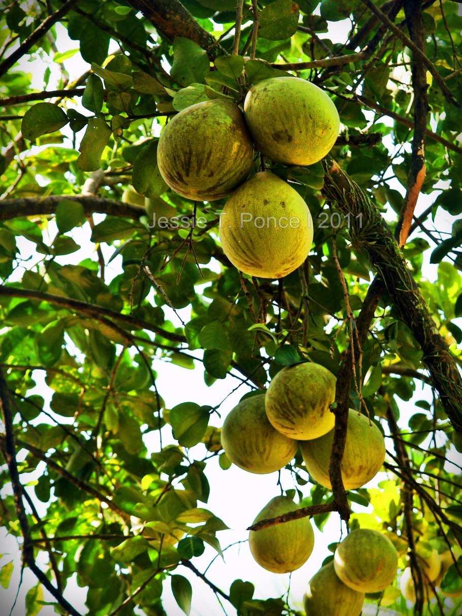 Родина помело фрукт
