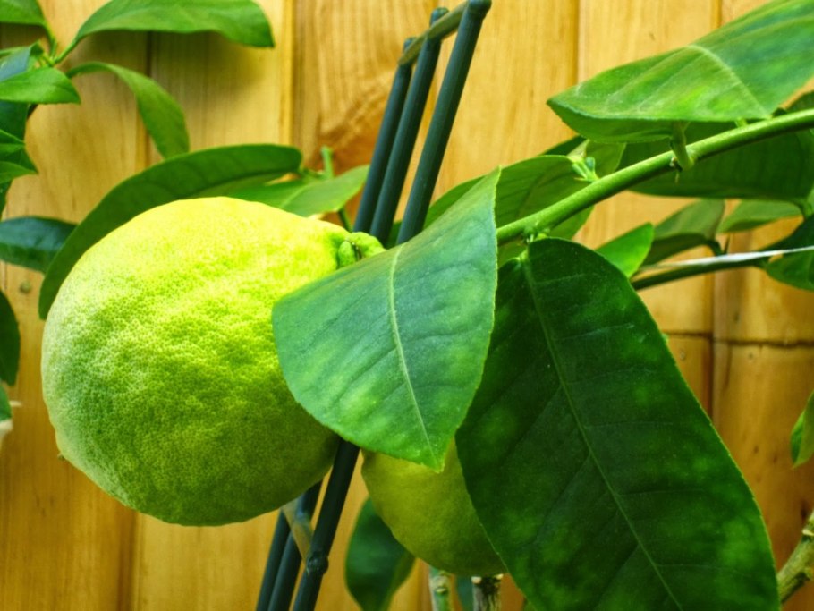 Помело цветок