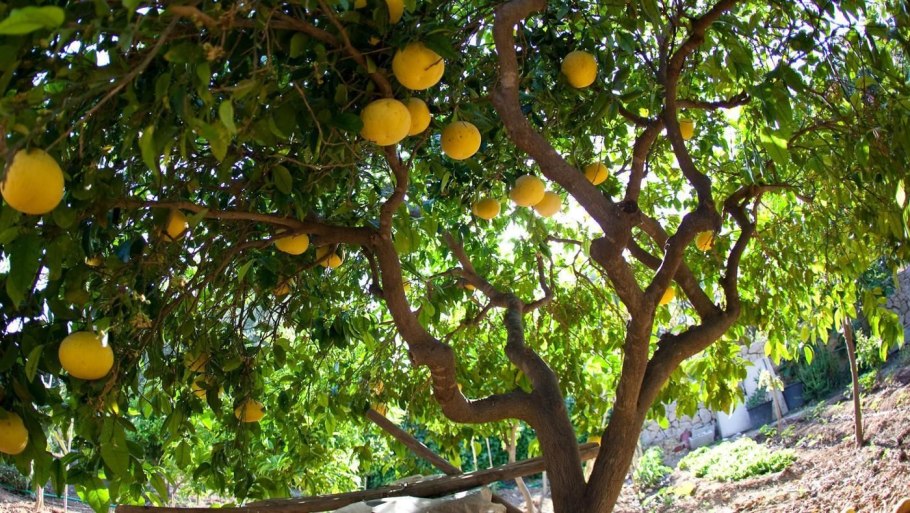 Помело Шеддок