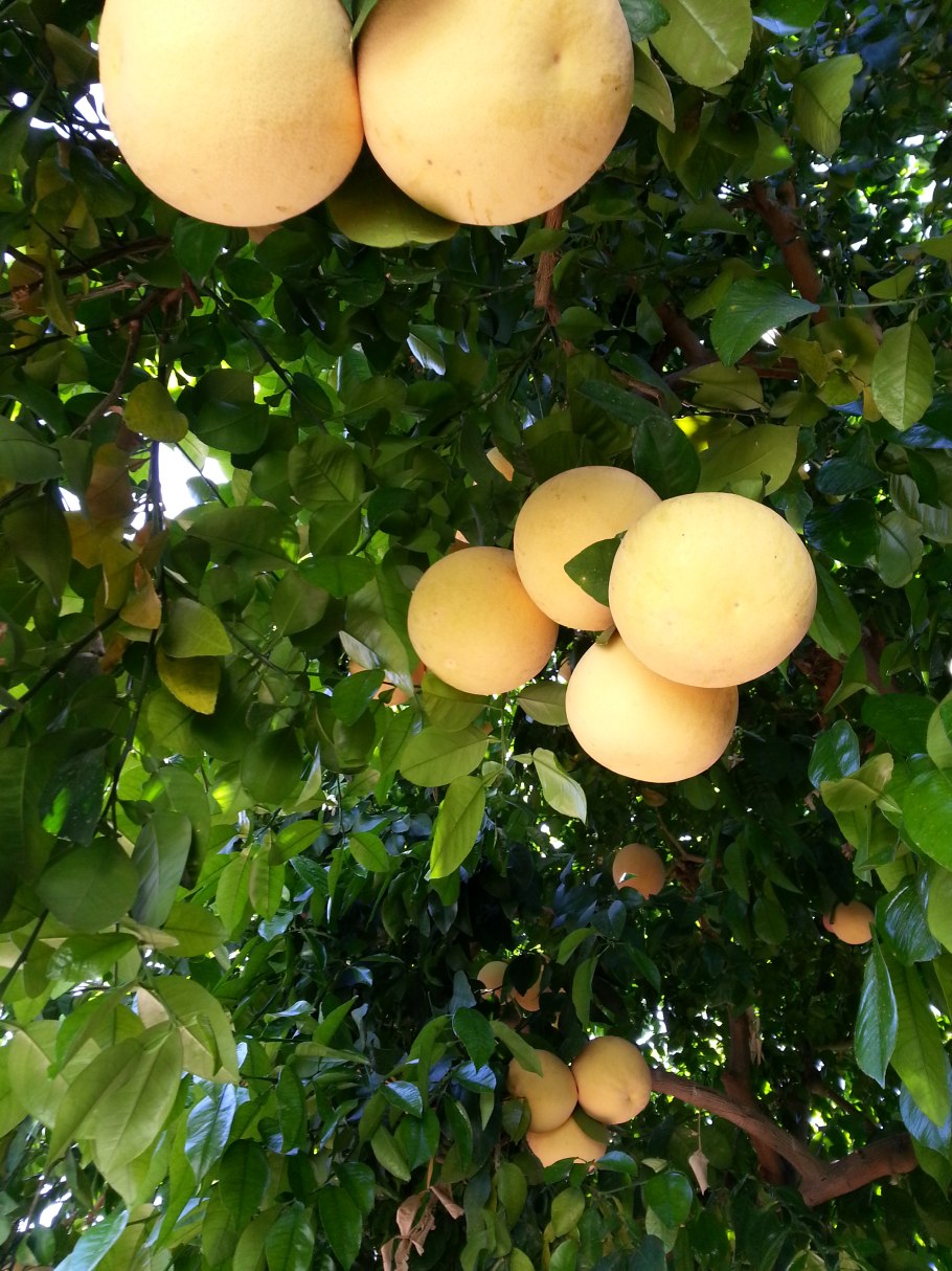 - Грейпфрут (Citrus Paradisi) цветы