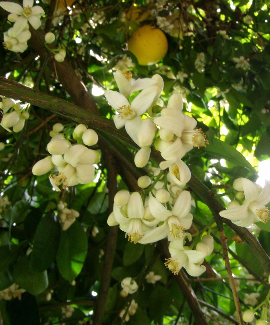 Помело Чандлер