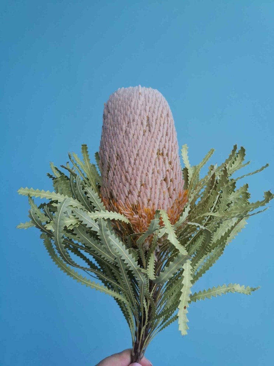Dried Banksia Protea