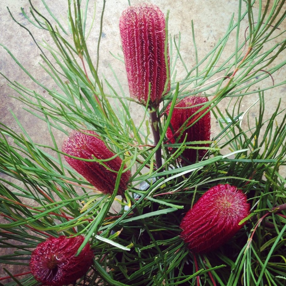 Банксия (Banksia)