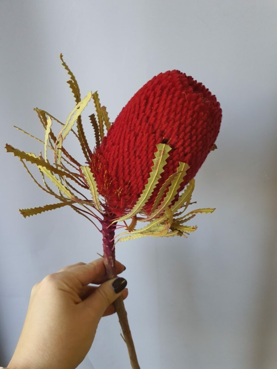 Dried Banksia Protea