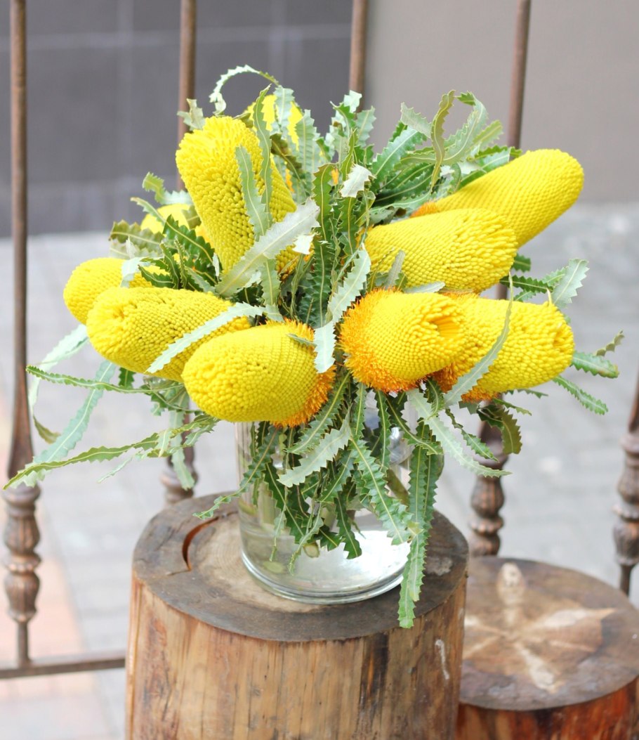 Банксия-Banksia- PRIONOTES-50cm