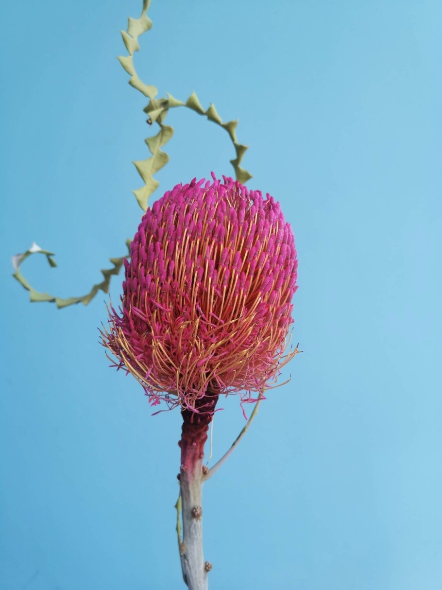 Dried Flower Yuuri откуда