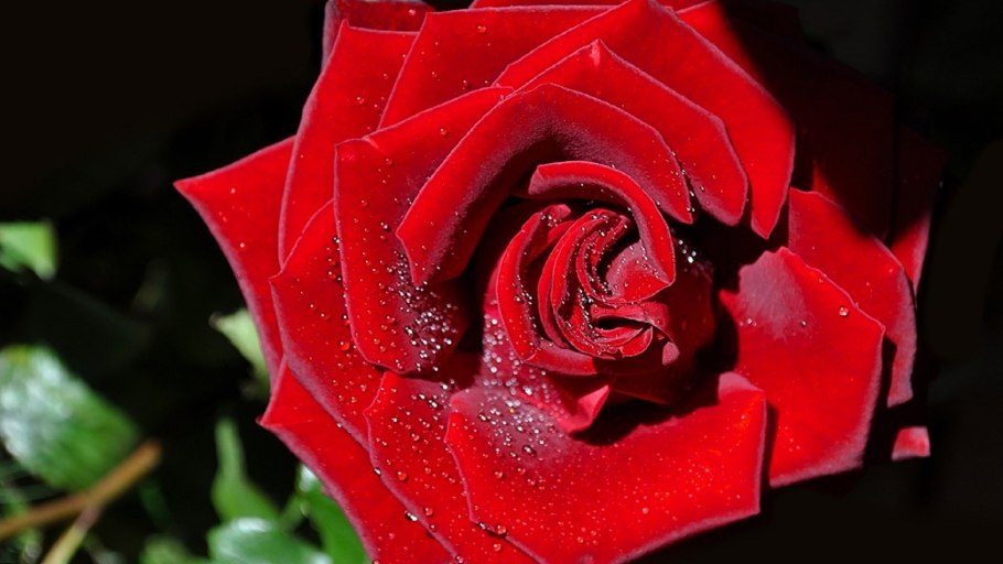 Алый Карсон роза