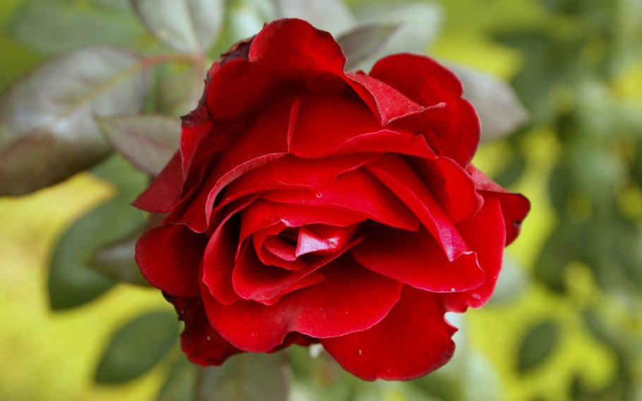 Цветы на черном фоне