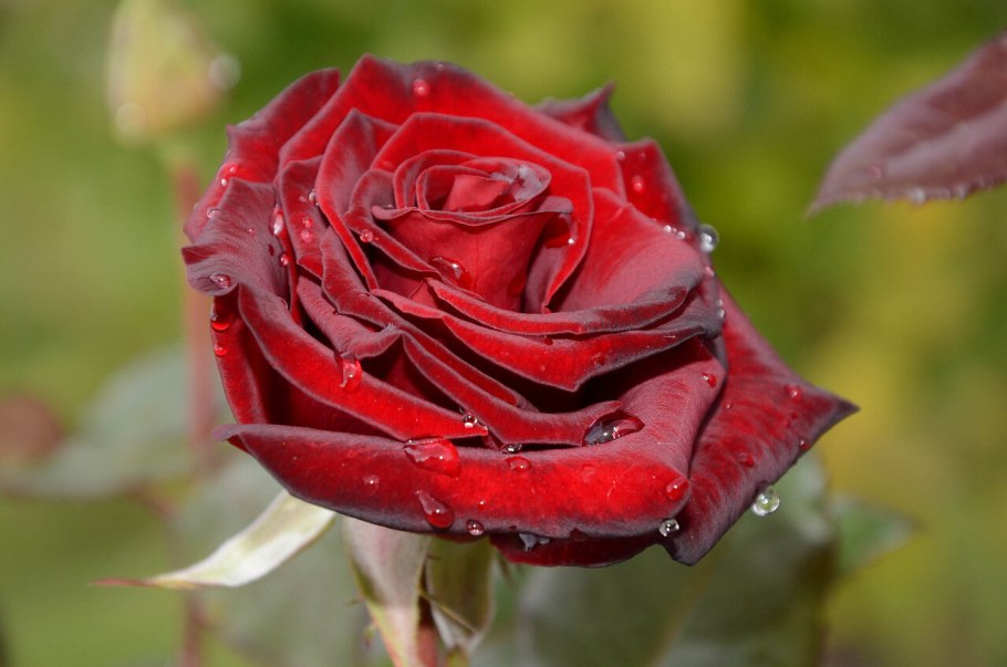 Scarlet Carson роза