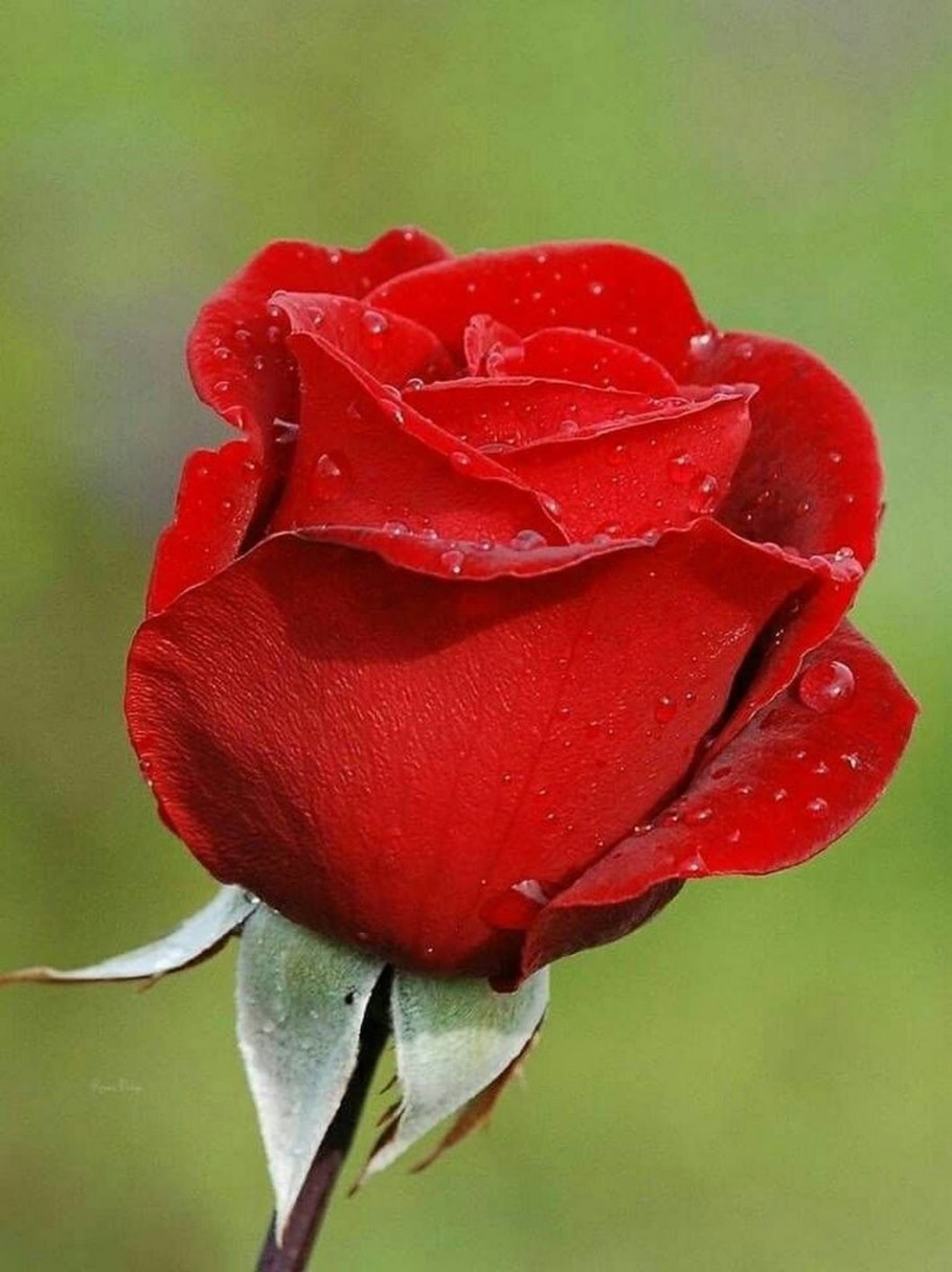 Алый Карсон роза