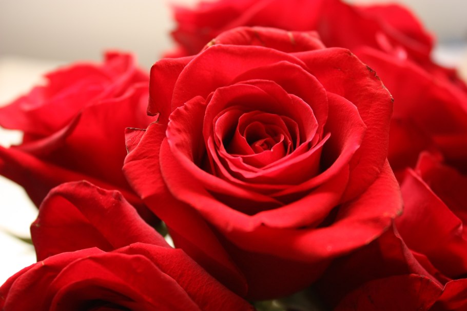 Красные розы