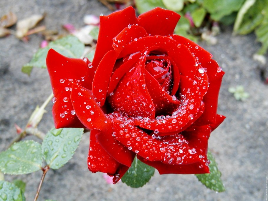 Розы алый Карсон букет