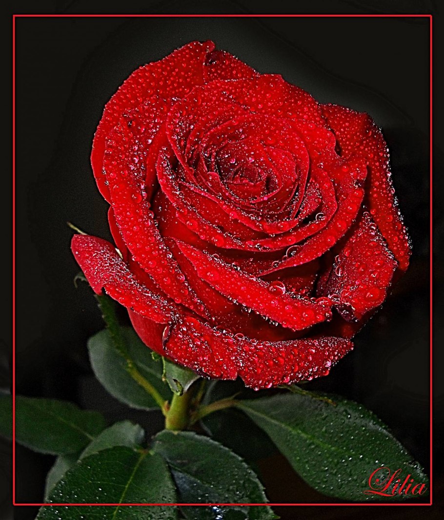 Роза Нобилис