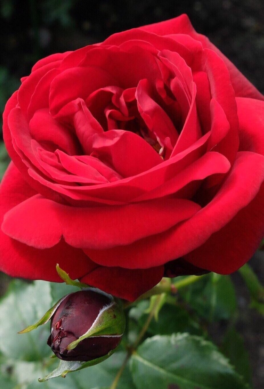 Алый Карсон роза